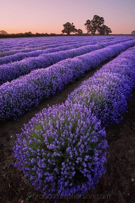 Aromatização Ambiente  no Jardim Ângela - Aromatização de Ambientes no Paraná