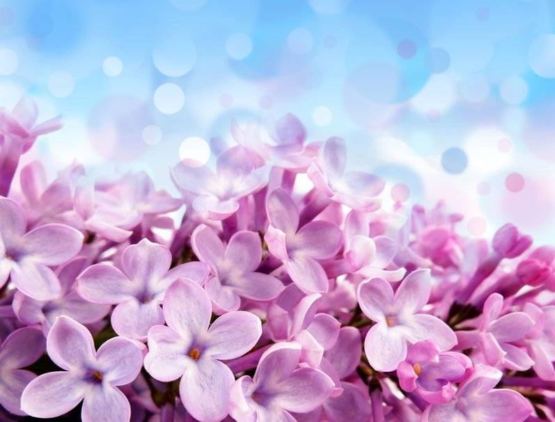 Empresa para Aromatização Eventos na Água Funda - Empresa para Aromatização de Eventos Empresa para Aromatização Eventos na Água Funda - Empresa para Aromatização de Eventos